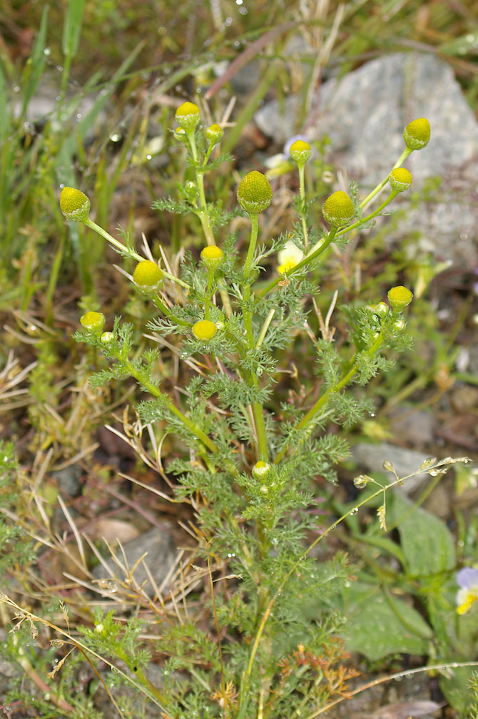 Matricaria discoidea / Falsa camomilla